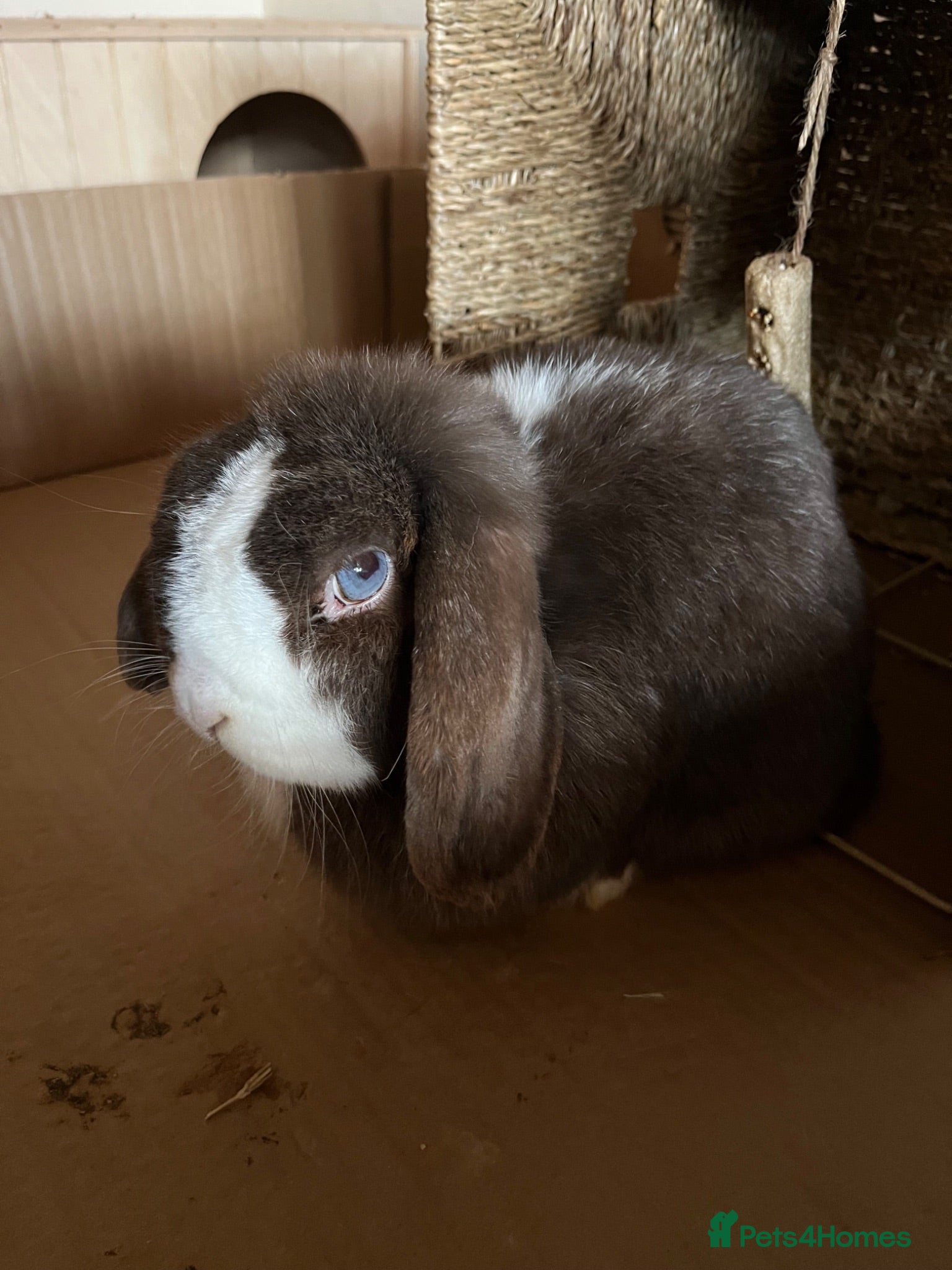 Mini Lop rabbits Rupert & Ruby – Looking for a Loving Forever Home  - Advert 2