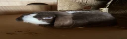 Mini Lop rabbits for sale: Rupert & Ruby – Looking for a Loving Forever Home  - Advert 2
