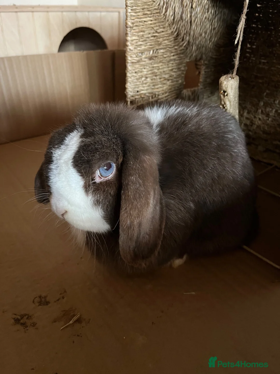 Mini Lop rabbits for sale: Rupert & Ruby – Looking for a Loving Forever Home  - Advert 2