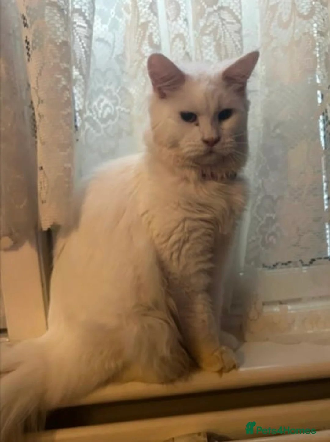 Maine Coon cats for sale: White main coon in London - Advert 4