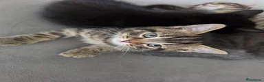 Domestic Shorthair 