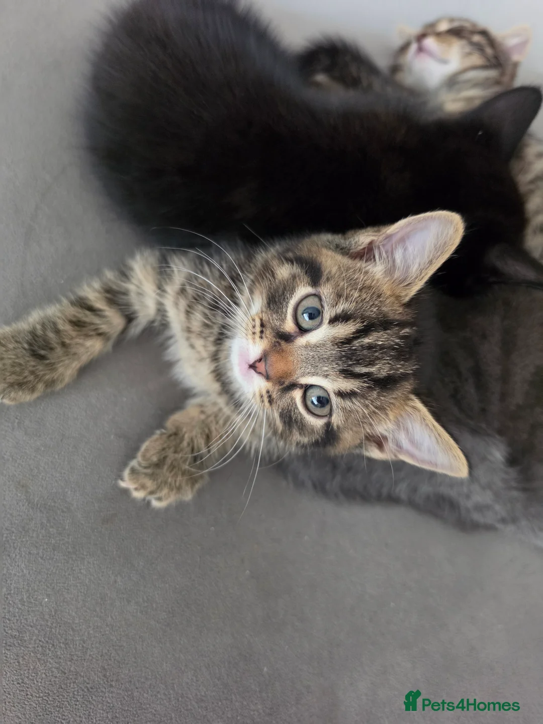 Domestic Shorthair cats for sale: 4 beautiful kittens - Advert 2