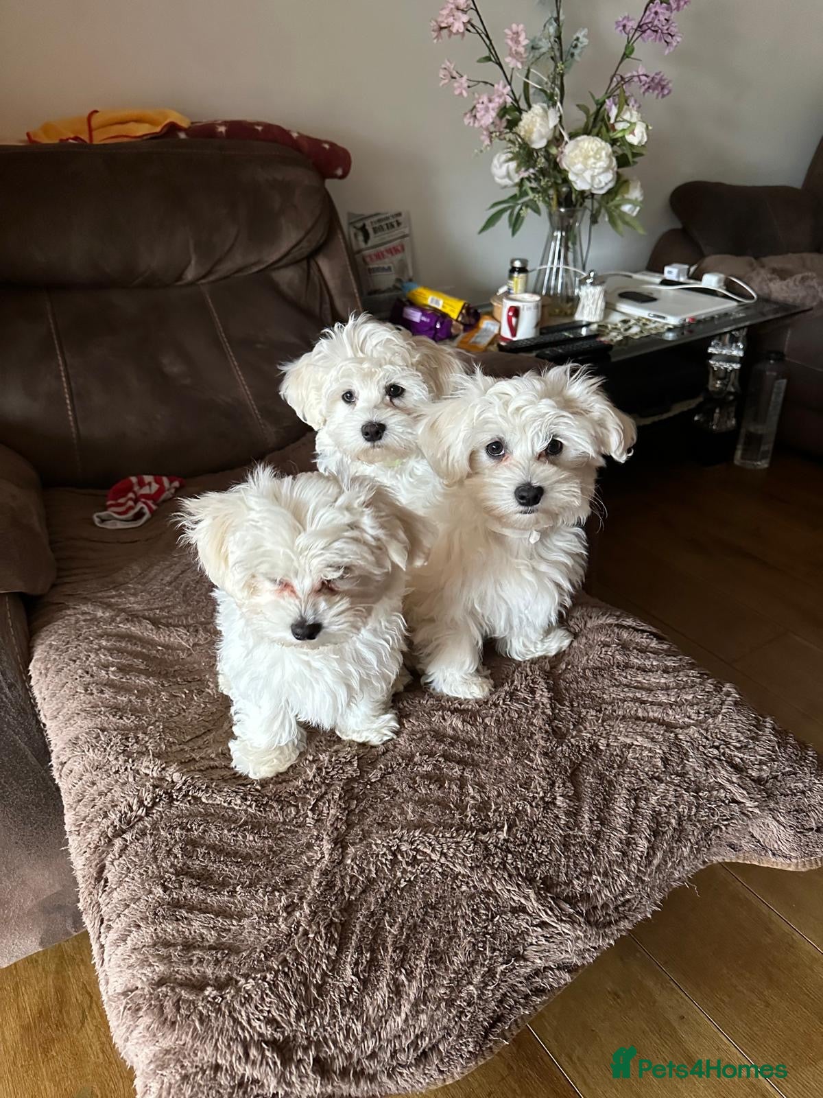 Maltese dogs Beautiful Maltese puppies for sale  - Advert 1