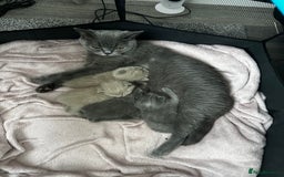 British Shorthair cats for sale: 4 Gorgeous chunky British shorthair kittens  - Image 18