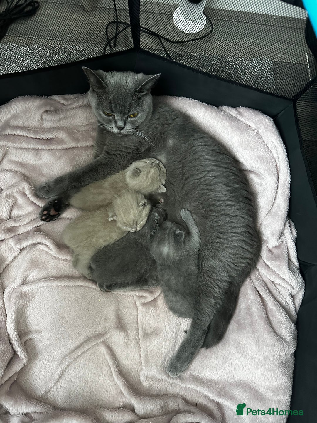 British Shorthair cats for sale: 4 Gorgeous chunky British shorthair kittens  - Image 18