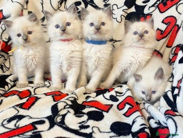 Ragdoll cats Fluff & Freedom — Easy-Going Ragdoll Kittens - Advert 17