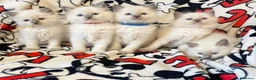 Ragdoll cats for sale: Fluff & Freedom — Easy-Going Ragdoll Kittens in Bradford - Advert 6