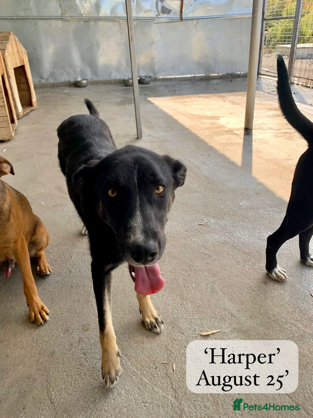 Mixed Breed dogs for adoption: Harper, 18 months. Available for adoption. - Advert 4