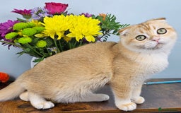 Scottish Fold cats for sale: READY NOW-TICA-SCOTTISH FOLD GIRL  - Image 31