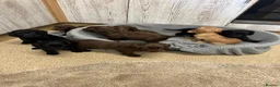 Cocker Spaniel dogs for sale: Fully Kc registered cocker spaniel puppies  - Advert 6