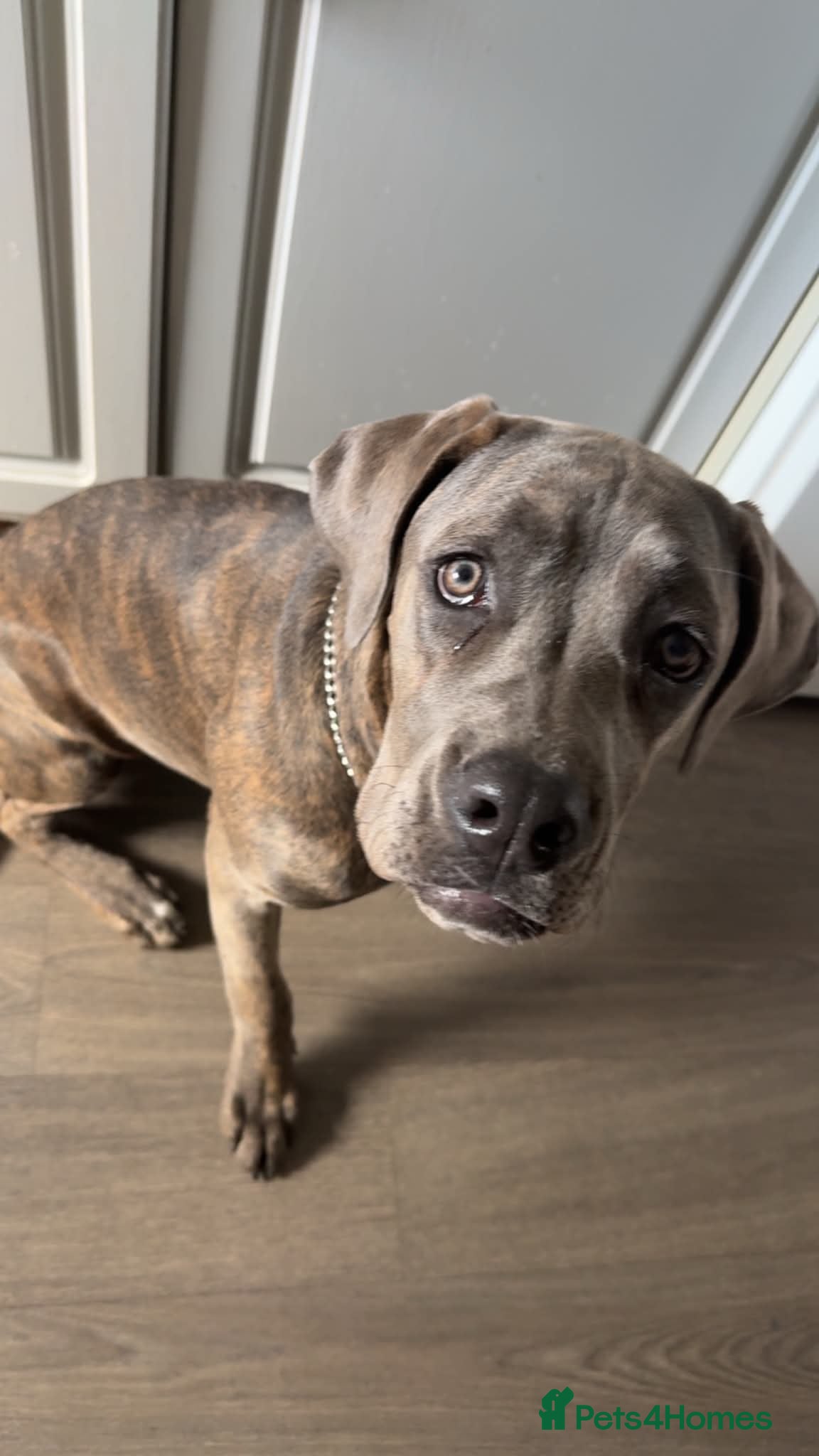 Cane Corso dogs ATHENA - Advert 3