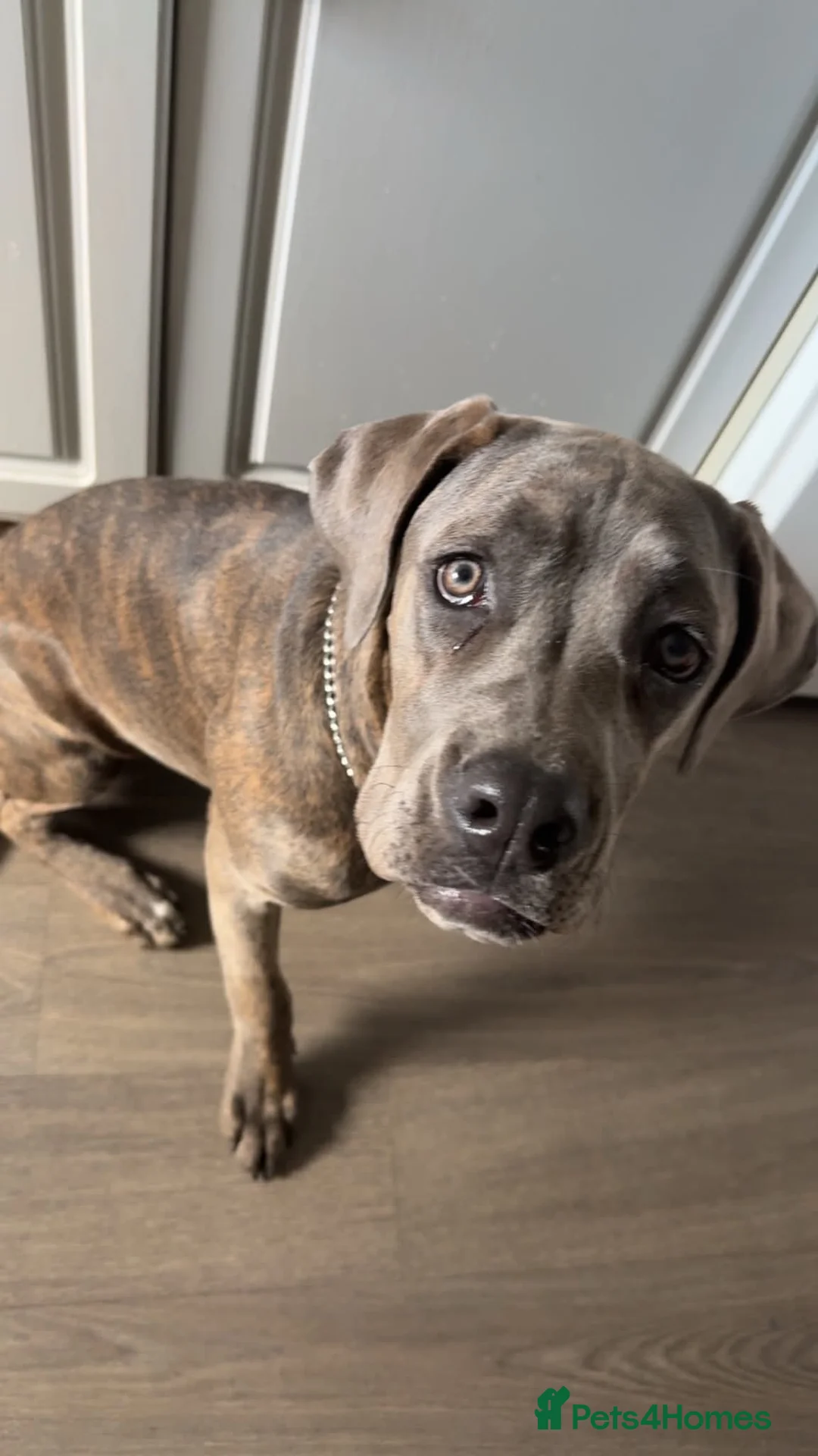 Cane Corso dogs for sale: ATHENA - Advert 1
