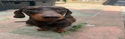 Dachshund dogs for stud: Woody in Frinton-on-Sea - Advert 4