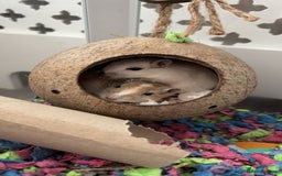 Gerbil rodents for sale: 2 male gerbils a year and a half old  - Image 1