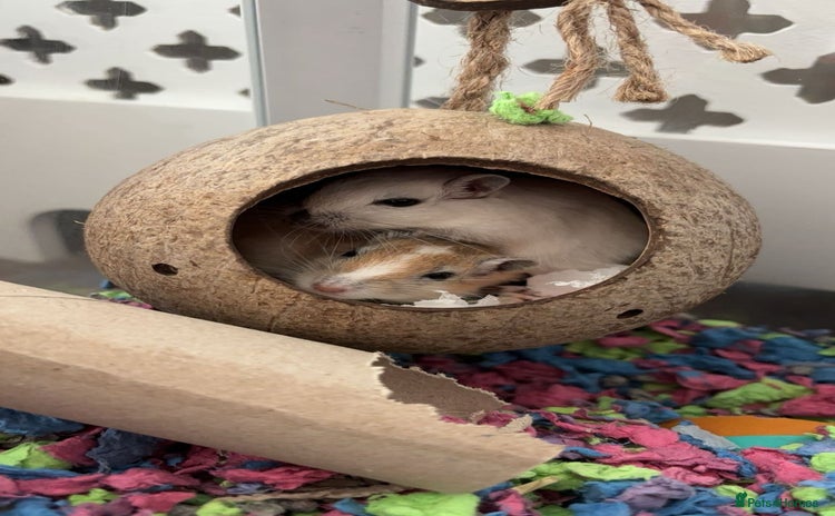 Gerbil rodents - Advert 1