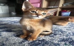 Somali cats for sale: Outstanding Somali kittens - Image 2