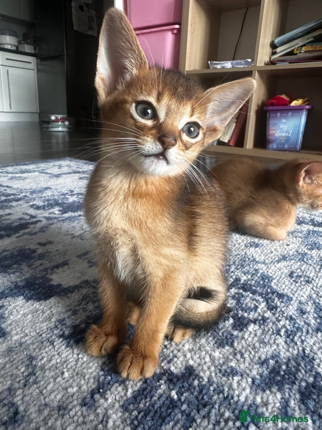 Somali cats for sale: Outstanding Somali kittens - Image 2