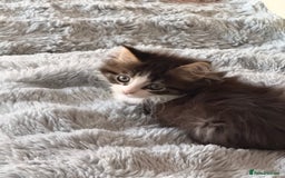 Maine Coon cats for sale: 	Rare Polydactyl Kittens + 1 Blue-Eyed Beauty - Image 4