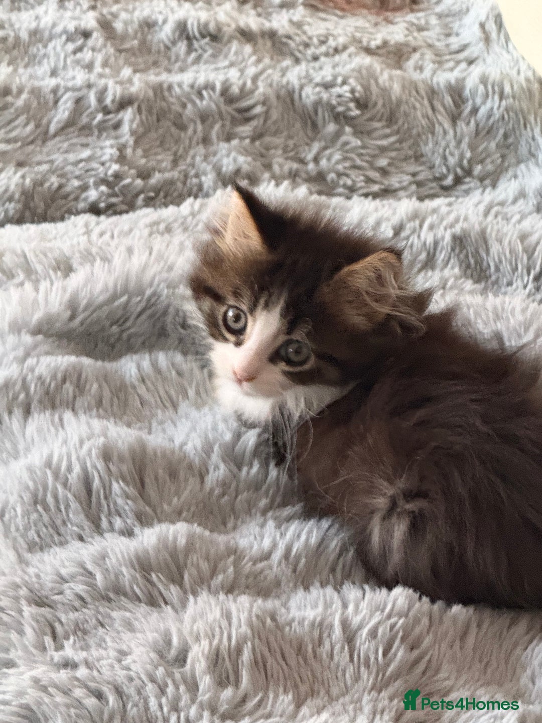 Maine Coon cats for sale: 	Rare Polydactyl Kittens + 1 Blue-Eyed Beauty - Image 4