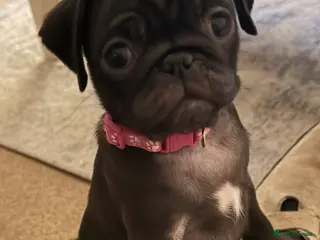 Pug dogs 4 months old Black Pug Puppy (KC Registered) - Advert 11