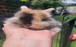 Mini Lop rabbits for sale: 3 x Mini Lion Lop Born 1 September Ready in 1 week - Advert 2