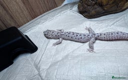 Leopard Gecko reptiles for sale: crested geckos - possible a full setup  - Advert 5