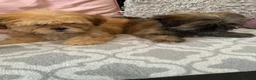 Shih Tzu dogs for sale: shih tzu puppies - Advert 4