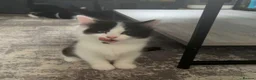 Mixed Breed cats for sale: 4 kittens for sale - Advert 7