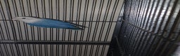Lovebirds birds for sale: Lively lovebird for sale - Advert 4