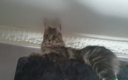 Maine Coon cats for sale: Beautifall Maine coon kittens - Advert 10