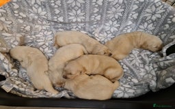 Golden Retriever dogs for sale: KC GoldenRetriver,READY DEC.20 - Image 1