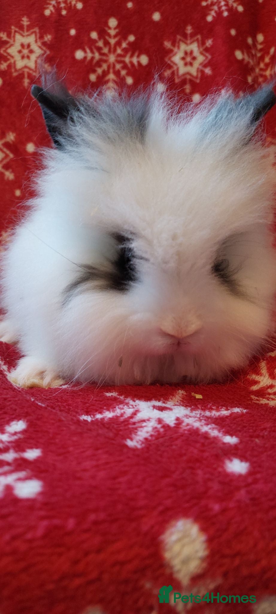Lionhead rabbits READY Loinhead babys 1buck 1 doe left - Advert 8