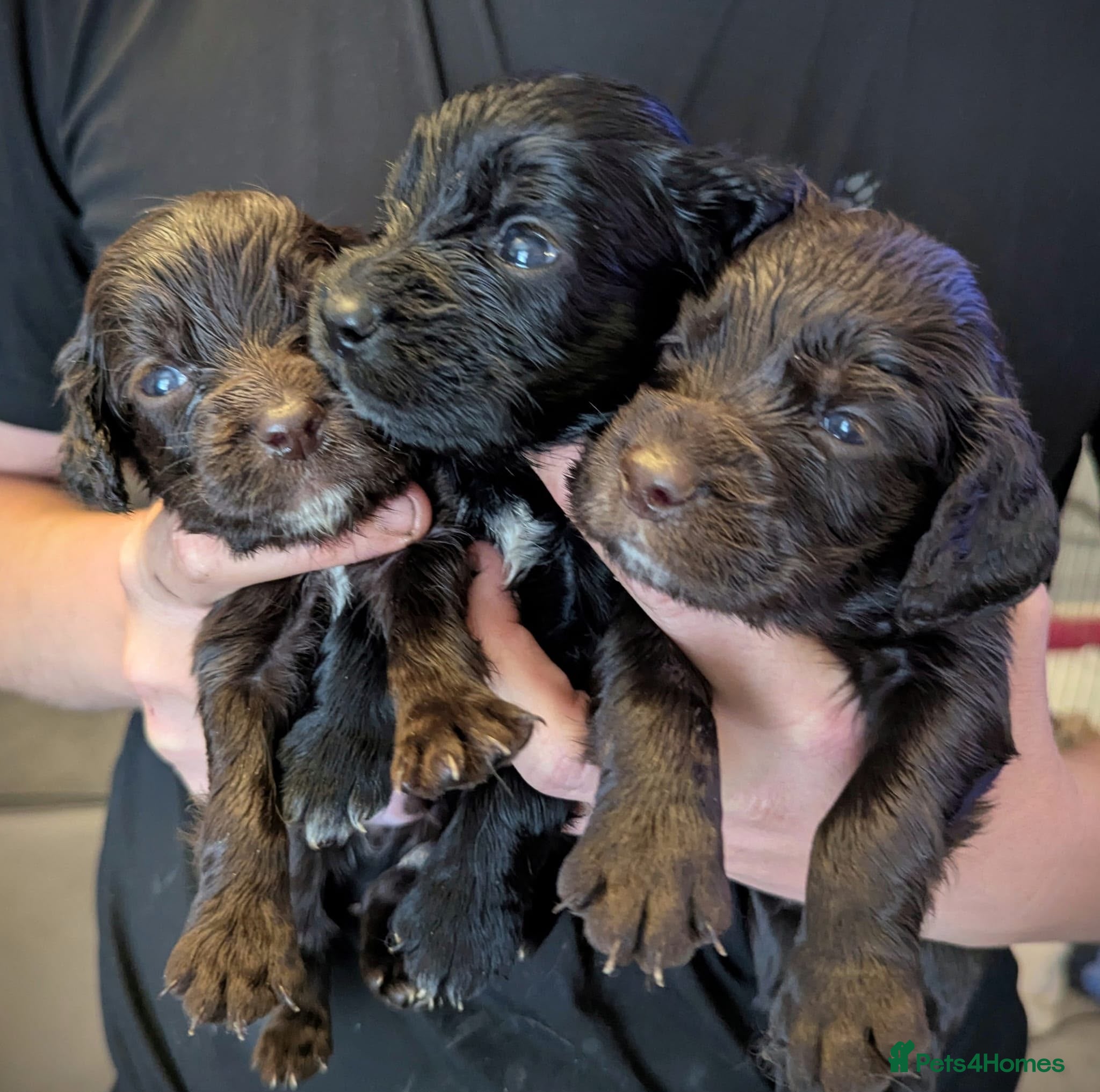 Cocker Spaniel dogs Stunning working cocker spaniel puppys - Advert 2