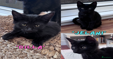 Mixed Breed cats - Advert 8