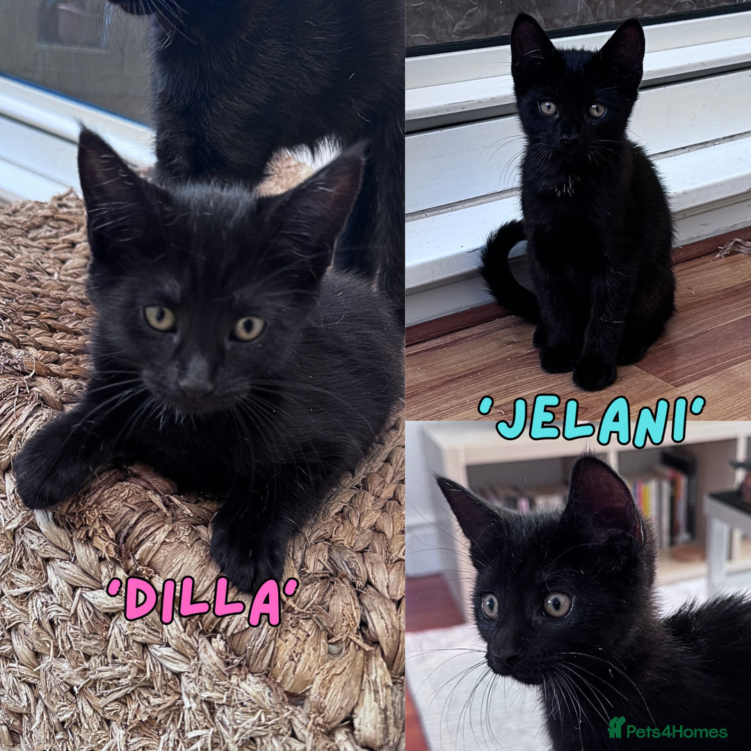 Mixed Breed cats for sale: READY NOW - Black 1/4 Maine Coon Kittens! - Image 3