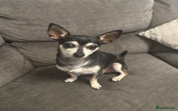 Chihuahua dogs for sale: Chihuahua puppies for sale - Image 9