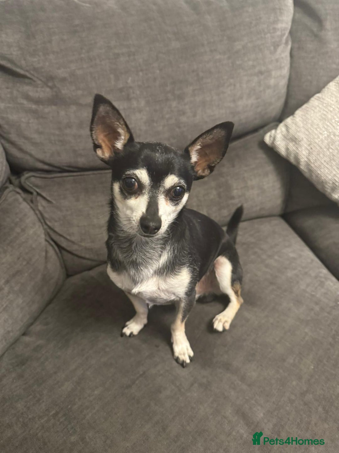 Chihuahua dogs for sale: Chihuahua puppies for sale - Image 9