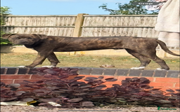 Mixed Breed dogs for sale: Staffy cross male for sale - Image 1