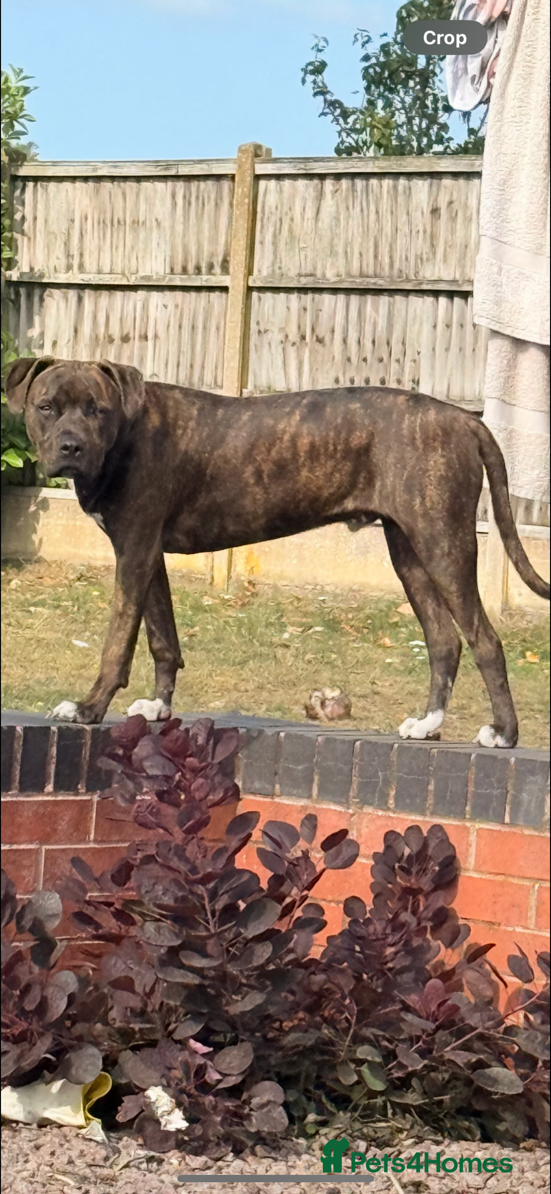 Mixed Breed dogs for sale: Staffy cross male for sale - Image 1
