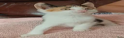 Mixed Breed cats for sale: Tri-coloured female kitten - Advert 7