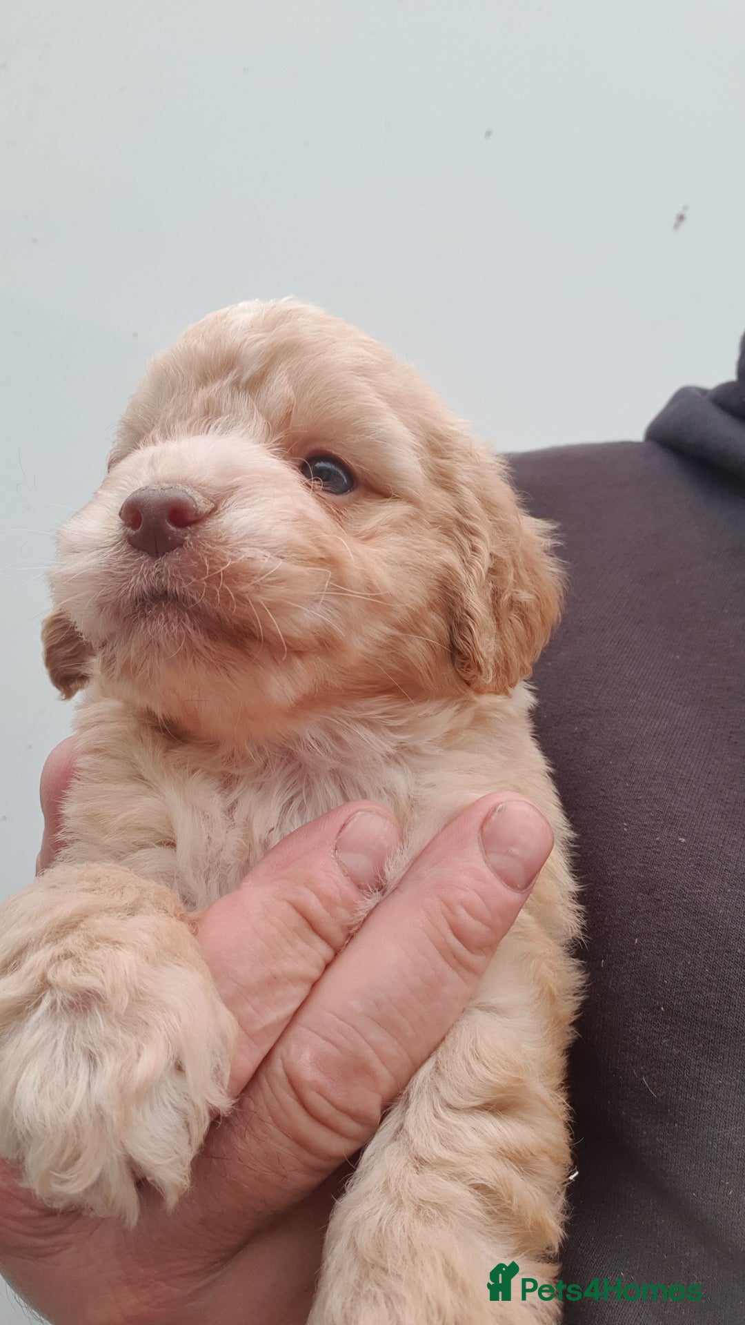 Cockapoo dogs for sale: cockapoo puppies f1 - Image 4