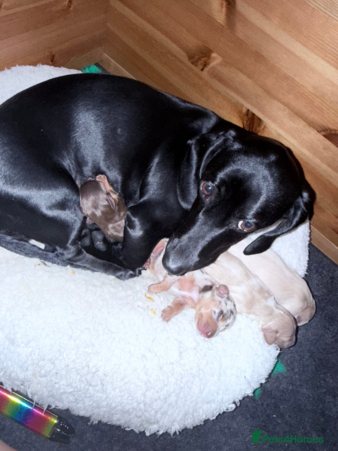 Mixed Breed dogs for sale: Adorable Daschund x spaniel pups  - Image 9