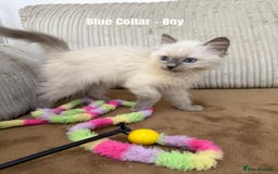 Ragdoll cats for sale: 4 cute fluffy Ragdoll Kittens - Advert 8
