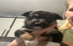 Mixed Breed dogs for sale: Puppies  - Image 3