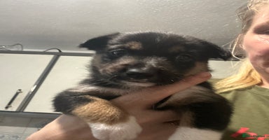 Mixed Breed dogs - Advert 2