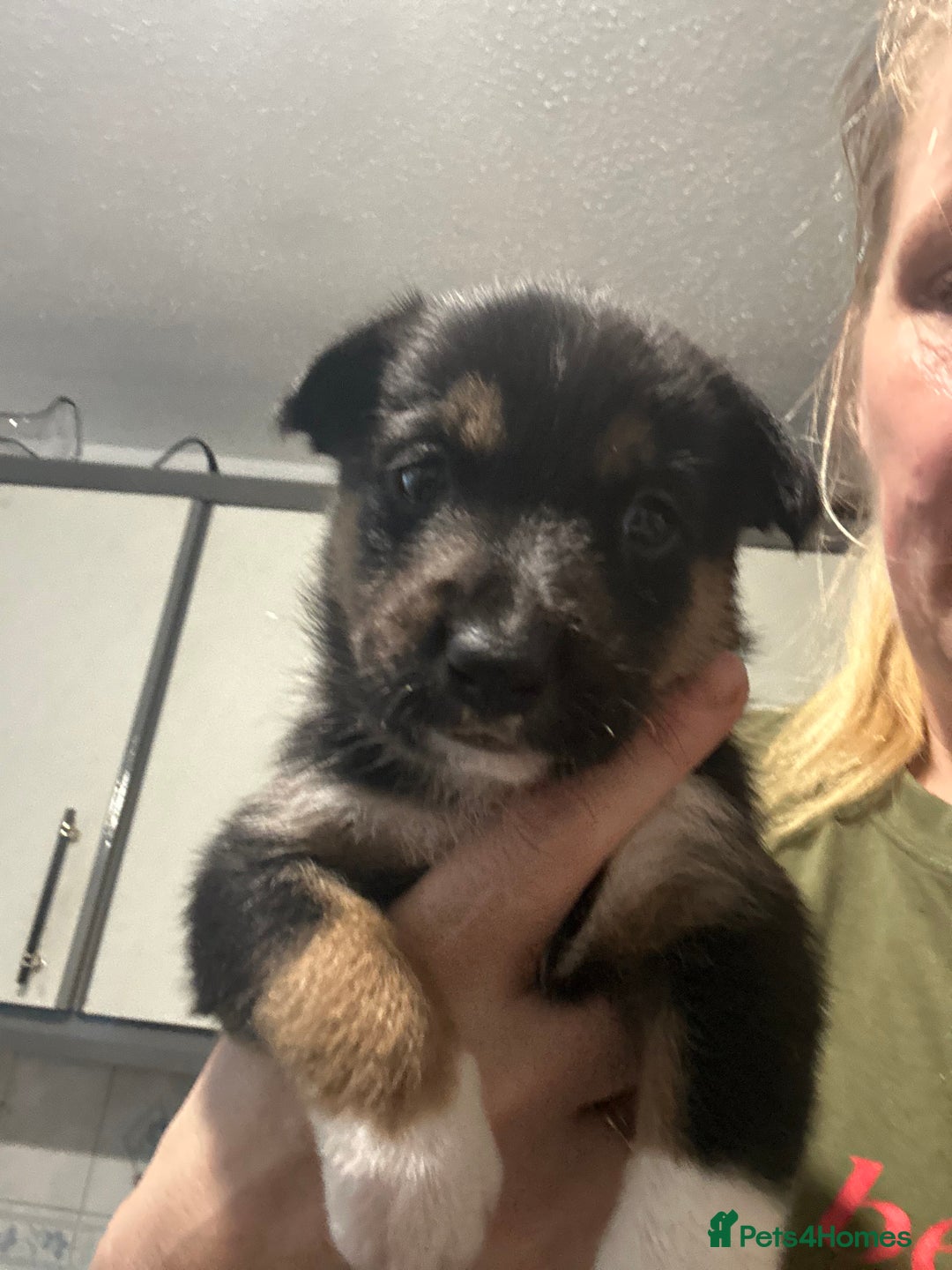 Mixed Breed dogs for sale: Puppies  - Image 3