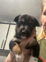 Mixed Breed dogs - Advert 5