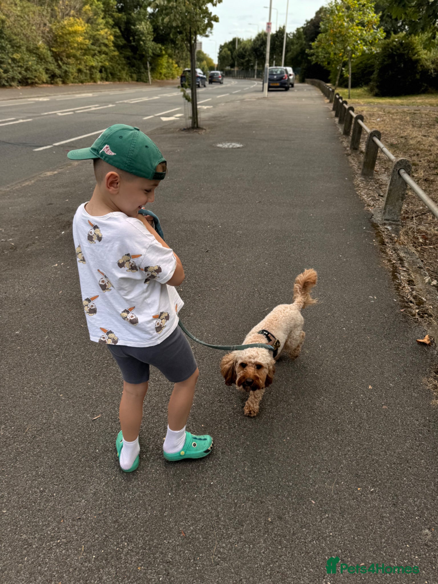 Cavapoo dogs for stud: Teddy – Available for Stud in Romford - Advert 8