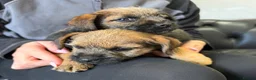 Border Terrier dogs for sale: Beautiful Border Terriers - Advert 3