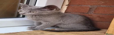Russian Blue 3
